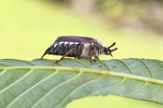 May beetle, wood cockchafer (Melolontha hippocastani), male, on leaf of a horse chestnut (Aesculus