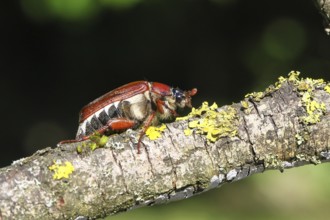 May beetle, wood cockchafer (Melolontha hippocastani), female, on a branch covered with lichen,