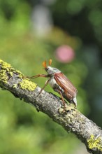 May beetle, wood cockchafer (Melolontha hippocastani), male, on a branch overgrown with lichen,