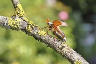 May beetle, wood cockchafer (Melolontha hippocastani), male with spread wings, on a branch covered