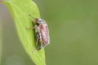 May beetle, wood cockchafer (Melolontha hippocastani), female, on a leaf, close-up, Wilnsdorf,