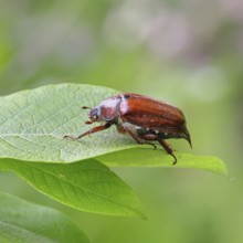 May beetle, wood cockchafer (Melolontha hippocastani), female, on leaf of a willow (Salix caprea),