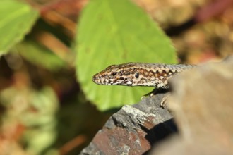 Wall lizard (Podarcis muralis), European wall lizard, in a vineyard, portrait, reptiles, animals,