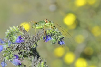 Steppe saddle grasshopper, steppe saddle grasshopper (Ephippiger ephippiger), male, on Viper's
