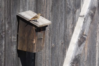 A redstart (Phoenicurus phoenicurus) female sits on a birdhouse and has insects in her beak, animal