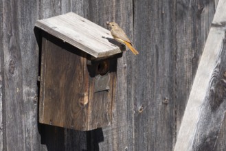 A redstart (Phoenicurus phoenicurus) female stands on a birdhouse and has insects in her beak,