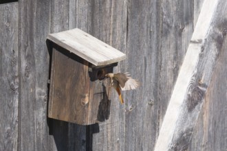 A redstart (Phoenicurus phoenicurus) female landing on a birdhouse, animal photo, bird, bird