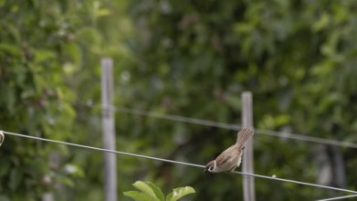 A tree sparrow or tree sparrow (Passer montanus) sitting on a wire in an apple orchard and leaning
