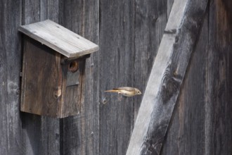 A redstart (Phoenicurus phoenicurus) female takes off from the entrance of a birdhouse, animal