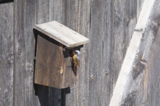 A redstart (Phoenicurus phoenicurus) male sits in the entrance of a birdhouse and has insects in