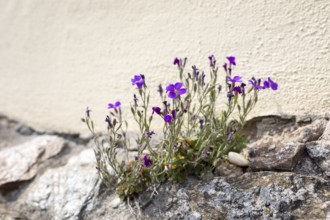 Blue cushion (Aubrieta) as a wallflower in bloom at the base of the town church in Nossen, Saxony,