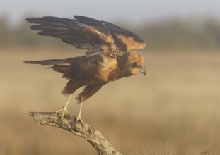 Young female marsh harrier (Circus aeruginosus), departure, morning fog, Castilla-La Mancha, Spain