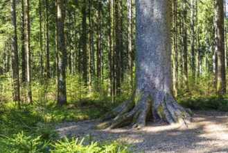 Tree trunk of one of the mighty 300-year-old Schöllkopf firs, stand of large silver firs (Abies