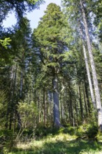 One of the mighty 300-year-old Schöllkopf firs, a stand of large silver firs (Abies alba) near