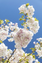 Japanese ornamental cherry (Prunus serrulata) in flower, Germany
