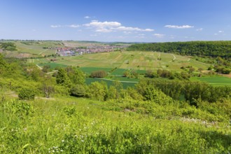 View of Hessigheim with a view over the Neckar loop and vineyards, Besigheim, Baden-WÃ¼rttemberg,