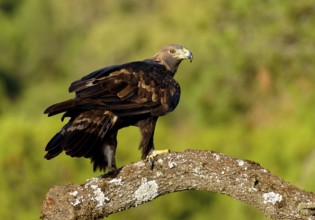 Golden eagle (Aquila chrysaetos) on a thick branch, Andalusia, Spain