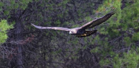 Golden eagle (Aquila chrysaetos) in flightAndalusia, Spain