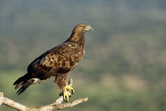 Golden eagle (Aquila chrysaetos) on a branch, Andalusia, Spain