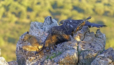 Golden eagle (Aquila chrysaetos) chases away a red fox fighting for food in the early morning