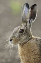 Portrait in young maize... European hare (Lepus europaeus), adult, close-up, head portrait,