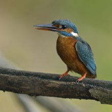 Kingfisher (Alcedo atthis), female adult bird, in natural environment, slightly open beak and