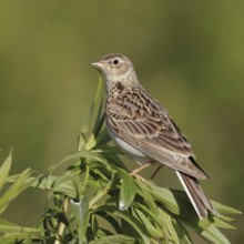 Attentive... Skylark (Alauda arvensis), bird of character, typical songbird, ground-nesting bird of