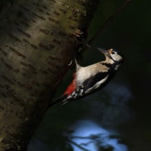 In the dark forest... Great spotted woodpecker (Dendrocopos major), adult bird, in the light spot