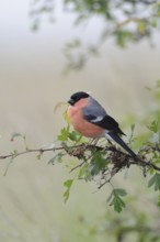 Rose-red... Bullfinch, also known as bullfinch (Pyrrhula pyrrhula) because of its chimney-red