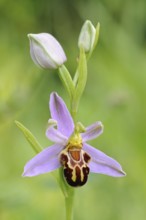 Orchid of the year 1995... Bee orchid (Ophrys apifera), close-up of inflorescence, conspicuous wild