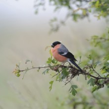 Rose-red... Bullfinch, also known as bullfinch (Pyrrhula pyrrhula) because of its chimney-red
