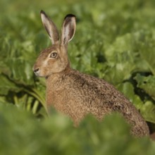 Between turnips... European hare (Lepus europaeus) sitting in a beet field in the warm morning