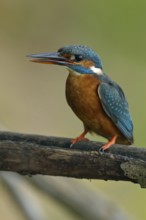 Kingfisher (Alcedo atthis), female adult bird, in natural environment, slightly open beak and