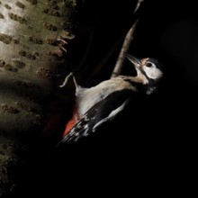 Where there is shadow, there is light... Great spotted woodpecker (Dendrocopos major) in the forest