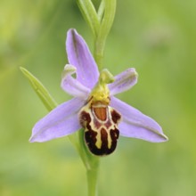 Orchid of the year 1995... Bee orchid (Ophrys apifera), close-up of inflorescence, conspicuous wild