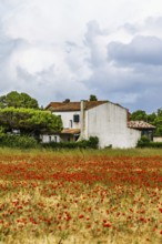 Red poppies in the cereal field, France