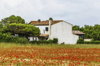 Red poppies in the cereal field, France