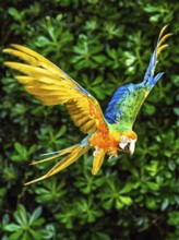 Scarlet macaw, Ara macao, bird in flight