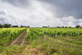 Fields ang Grape plantations, Saint-Clement-des-Baleines, Atlantic, France