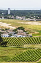 Fields ang Grape plantations from a drone, Saint-Clement-des-Baleines, Atlantic, France