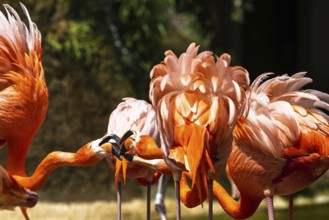 American flamingo, Phoenicopterus ruber, group of birds