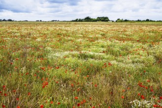 Flower wild meadow from a drone