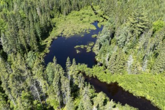 Wetland, Boreal forest, Mastigouche wildlife reserve, Region of La Mauricie, Province of Quebec,