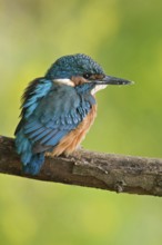 In early summer... Kingfisher (Alcedo atthis), freshly fledged young bird, still shy, waiting, must