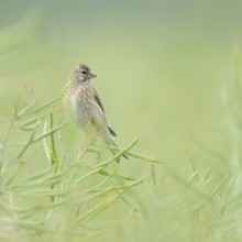 In ripe oilseed rape... Common linnet (Carduelis cannabina), female in soft light between rapeseed