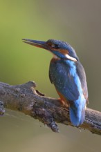 After the work is done... Kingfisher (Alcedo atthis), female sits with dirty beak on a branch,