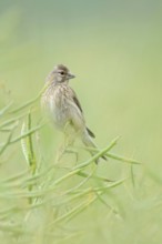 In ripe oilseed rape... Common linnet (Carduelis cannabina), female in soft light between rapeseed