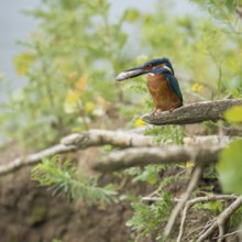 In the habitat... Kingfisher (Alcedo atthis), adult bird sitting with fish in its beak in natural
