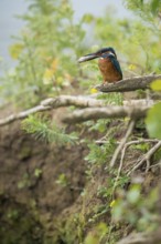 In the habitat... Kingfisher (Alcedo atthis), adult bird sitting with fish in its beak in natural