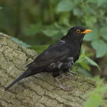 Young blackbird... Blackbird (Turdus merula) sitting on a tree trunk in the forest, male with